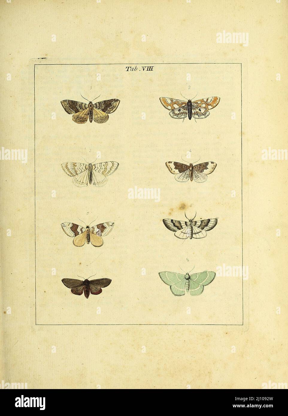 Papillons et papillons de nuit du livre une exposition d'insectes anglais : y compris les différentes classes de Neuroptera, Hyménoptères, et Diptera, ou abeilles, mouches, & Libellulae : exposition sur 51 plaques de cuivre près de 500 figures, dessinées avec précision et très finies en couleurs, de nature : l'ensemble décrit minutieusement, arrangé et nommé, selon le système Linnean, avec des remarques : les figures d'un grand nombre de papillons non compris dans la collection Aurelian : Anciennement publié par le même auteur et une plaque avec une explication des couleurs, sont également donnés dans l'œuvre de Moses Harris, 1730 - 1788, auteur Banque D'Images