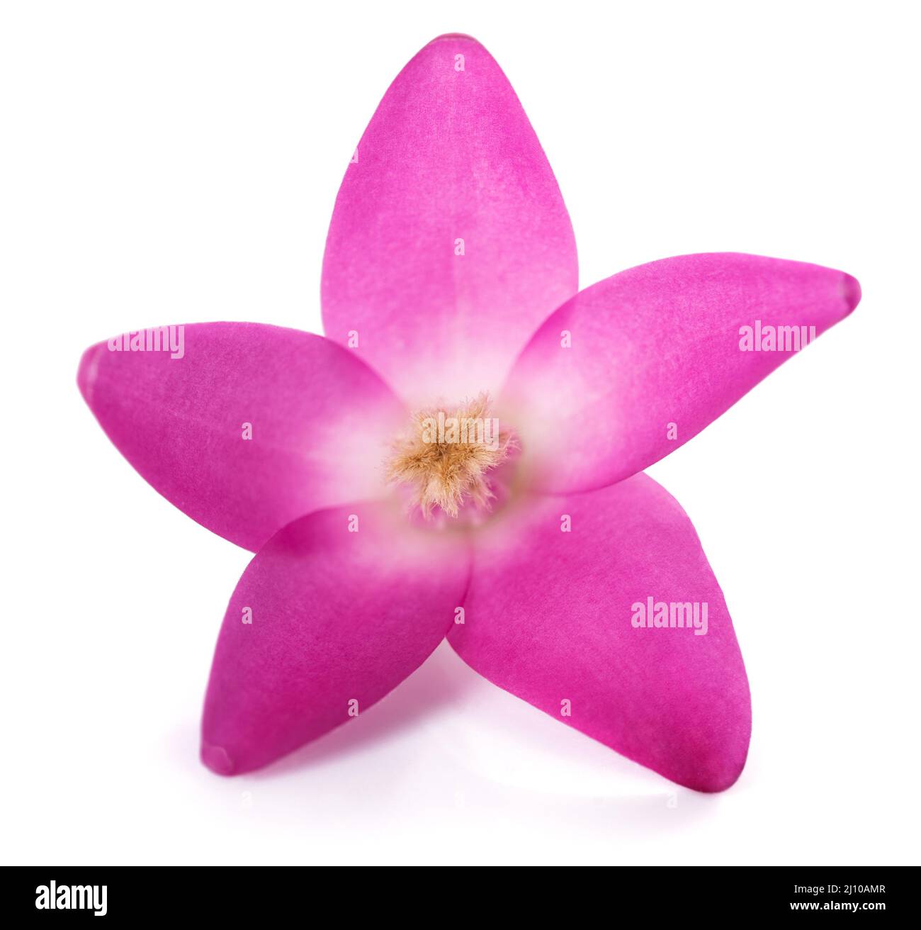 Fleur de cire rose isolée sur fond blanc Banque D'Images