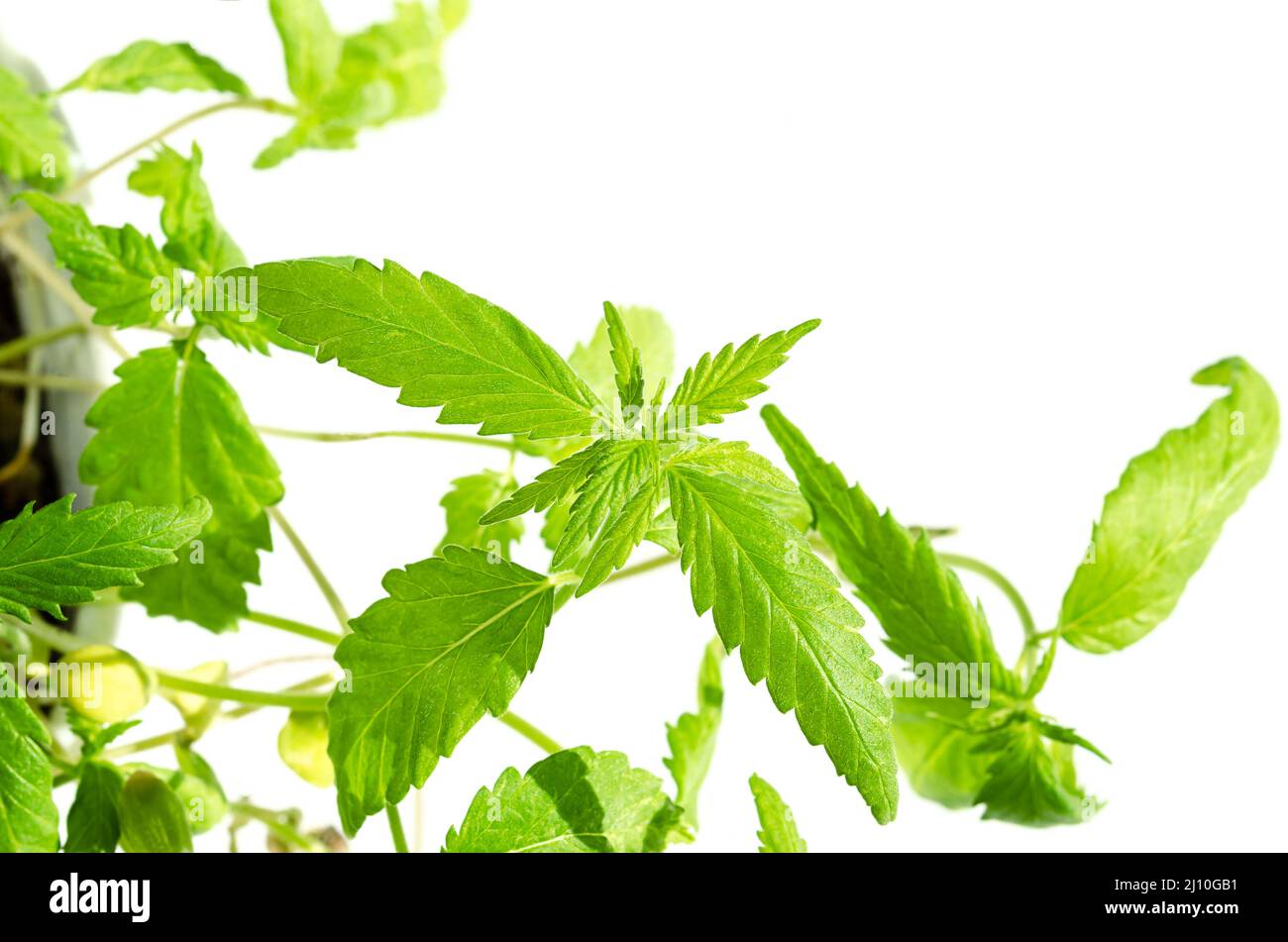 Jeunes plantes de chanvre, à la lumière du soleil, d'en haut. Microverts de chanvre prêts-à-manger, pousses vertes, pousses et plantules de chanvre industriel, Cannabis ruderalis. Banque D'Images