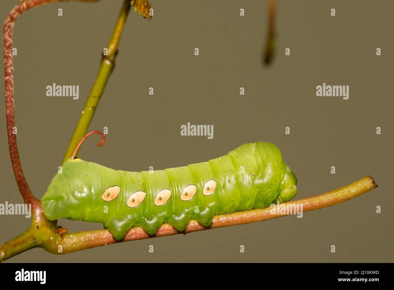 Pandorus Sphinx Caterpillar - Eumorpha pandorus Banque D'Images