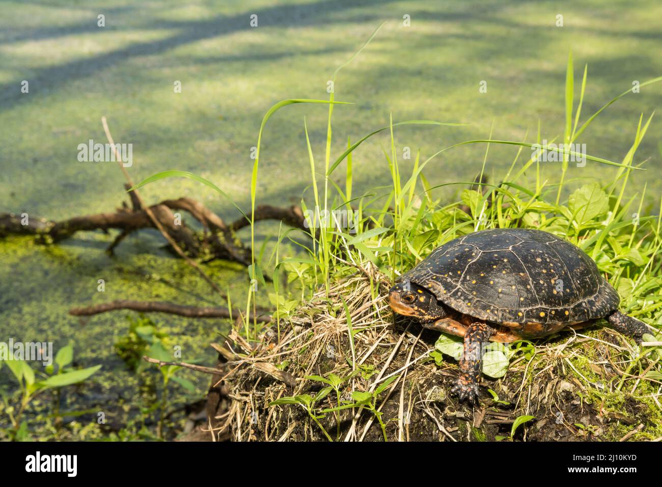 Tortue ponctuée - Clemmys guttata Banque D'Images
