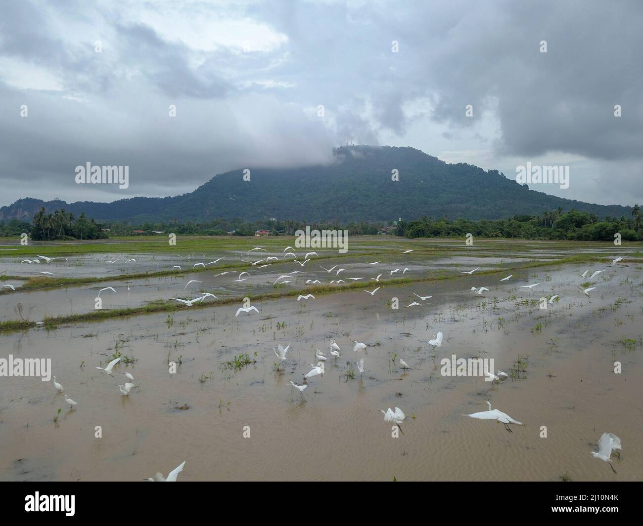 Vue aérienne les oiseaux de l'aigrette survolent Bukit Mertajam. Banque D'Images