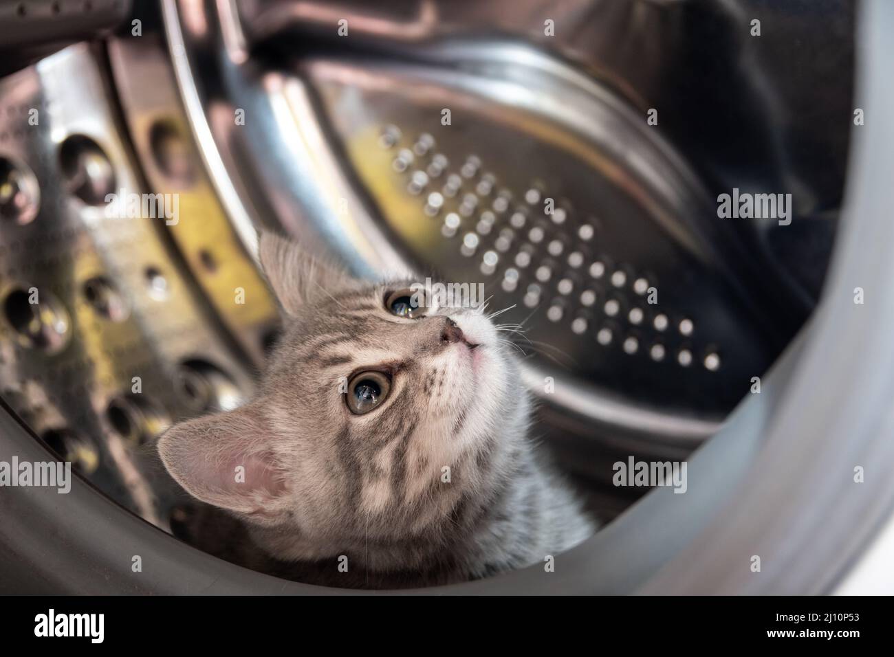 Un petit chaton joueur se cacha dans la machine à laver. Un chaton britannique rayé gris se trouve dans le tambour d'une machine à laver. Animal de compagnie drôle. Concept de sécurité PET Banque D'Images