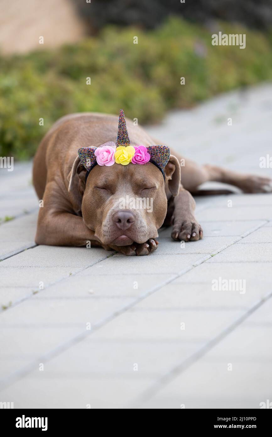 Un chien porte des accessoires de costume Banque D'Images