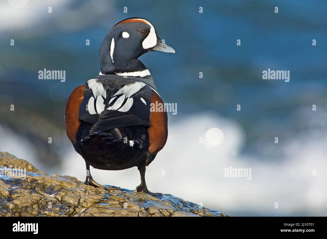 Canard d'Arlequin, Histrionicus histrionicus, au bord de l'océan Banque D'Images