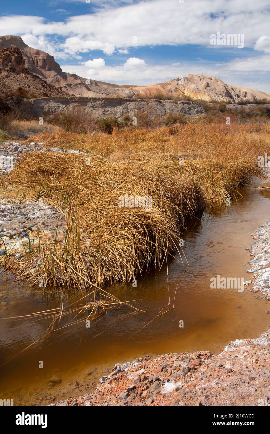 Amargosa Rivière sauvage et pittoresque le long du sentier de la rivière Amargosa, zone naturelle de la rivière Amargosa, Barstow Field Office Bureau of Land Management, Californie Banque D'Images