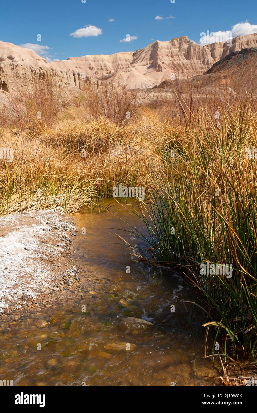 Amargosa Rivière sauvage et pittoresque le long du sentier de la rivière Amargosa, zone naturelle de la rivière Amargosa, Barstow Field Office Bureau of Land Management, Californie Banque D'Images
