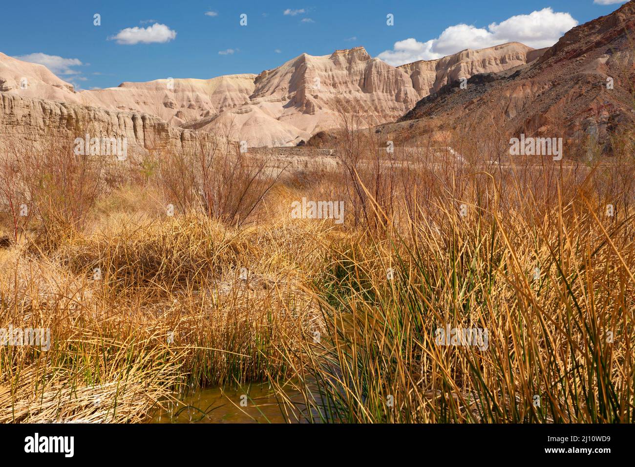 Amargosa Rivière sauvage et pittoresque le long du sentier de la rivière Amargosa, zone naturelle de la rivière Amargosa, Barstow Field Office Bureau of Land Management, Californie Banque D'Images