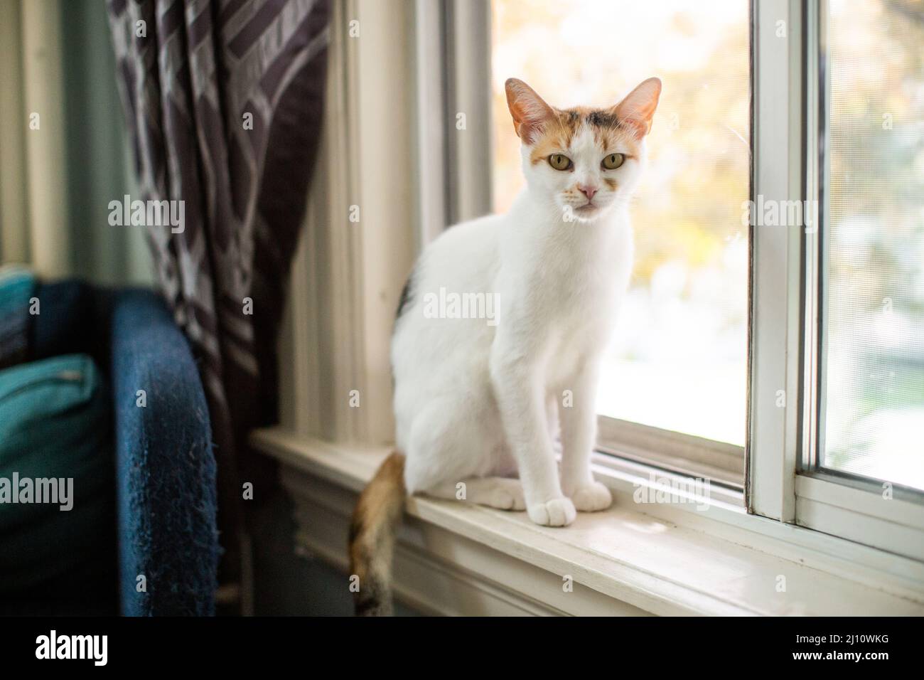 Un Calico Cat assis sur une bordure de fenêtre Banque D'Images