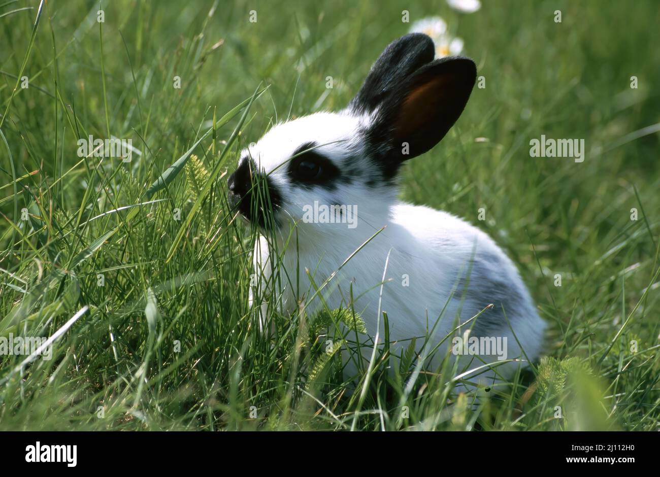 Hase, Hägeli, Häschen Banque D'Images