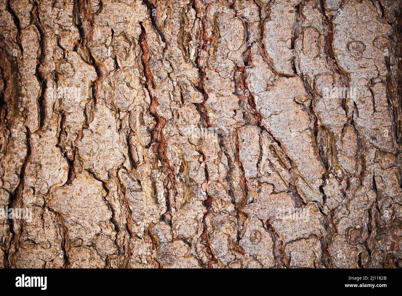 L'écorce de pin détaillées avec texture de fond de lichen Banque D'Images