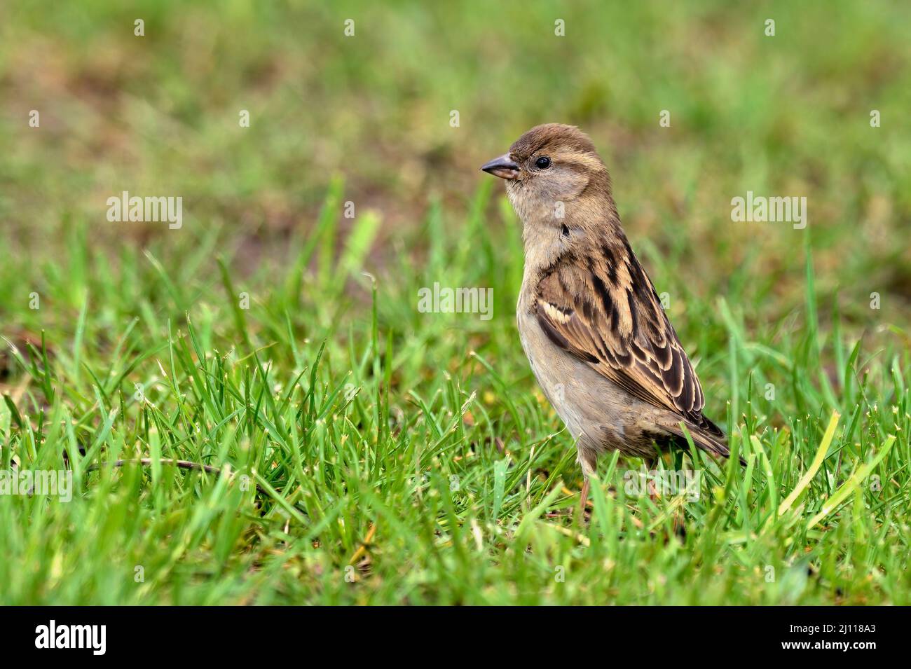 Maison de jeune oiseau de moineau dans le parc. Recherche de nourriture dans l'herbe. Vue latérale, gros plan. Copier l'espace. Genre espèce Passer domesticus. Banque D'Images