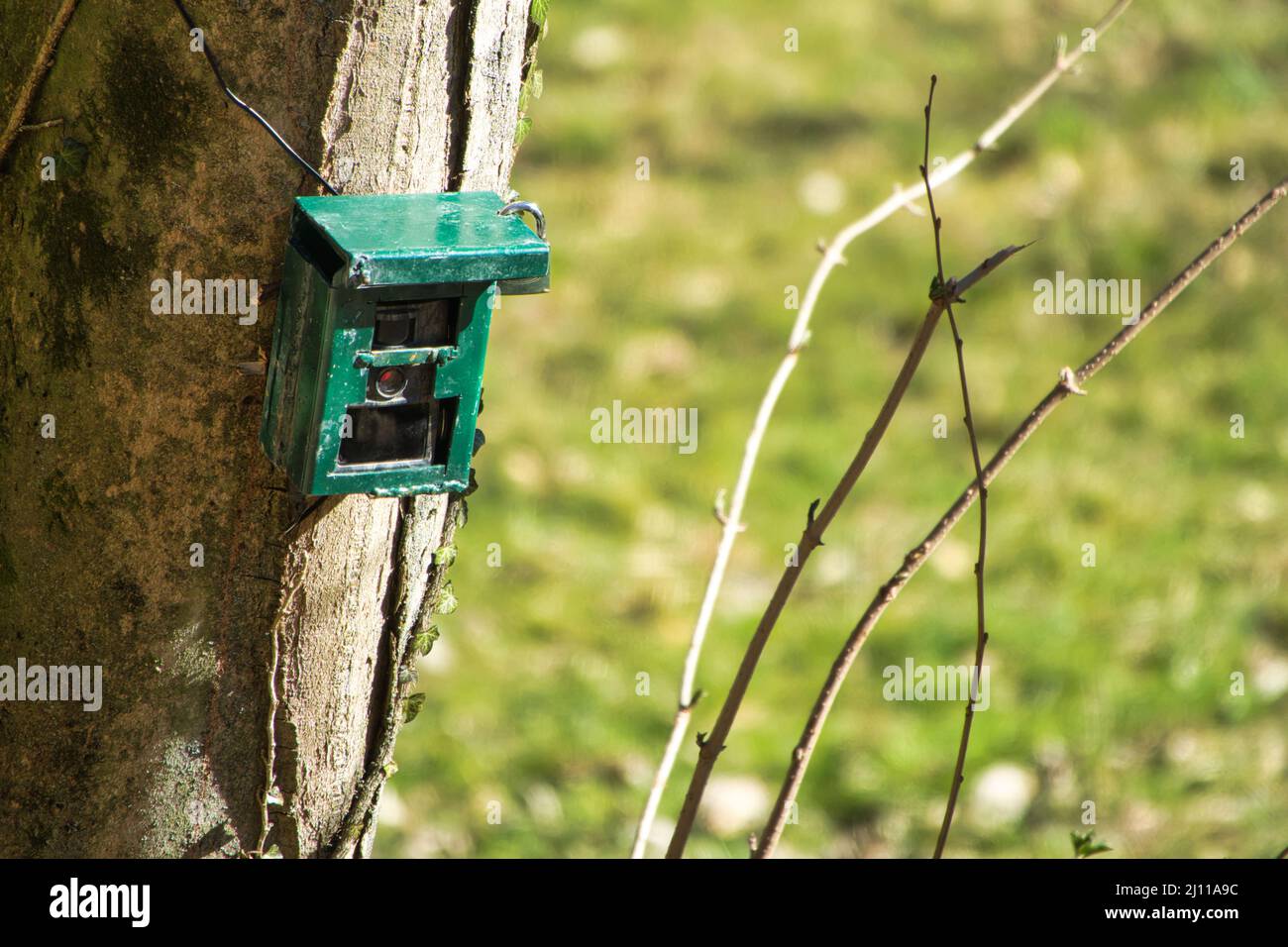 Appareil photo de chasse, appareil photo vert fixé à un arbre, utilisé par les chasseurs pour espionner les animaux sauvages, capturant la faune comme les cerfs lorsqu'ils marchent. Camouflage Nigh Banque D'Images