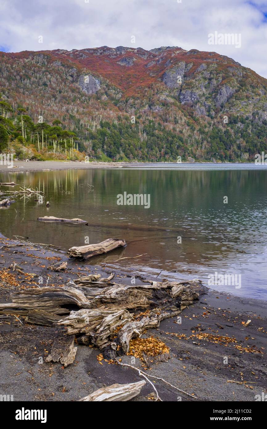 Lac Huinfiuca en automne. Parc national de Villarrica. Région d'Araucania. Chili. Banque D'Images