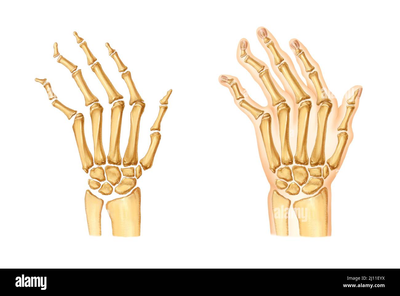 illustration réaliste de la dissection des mains et des os Banque D'Images