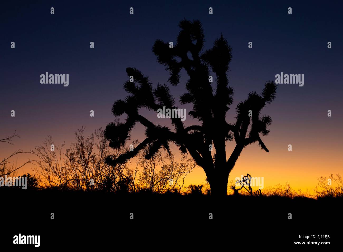 Coucher de soleil sur l'arbre de Joshua (Yucca brevifolia), Mojave Wilderness, réserve nationale de Mojave, Californie Banque D'Images