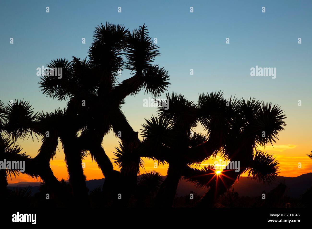 Coucher de soleil sur l'arbre de Joshua (Yucca brevifolia), Mojave Wilderness, réserve nationale de Mojave, Californie Banque D'Images