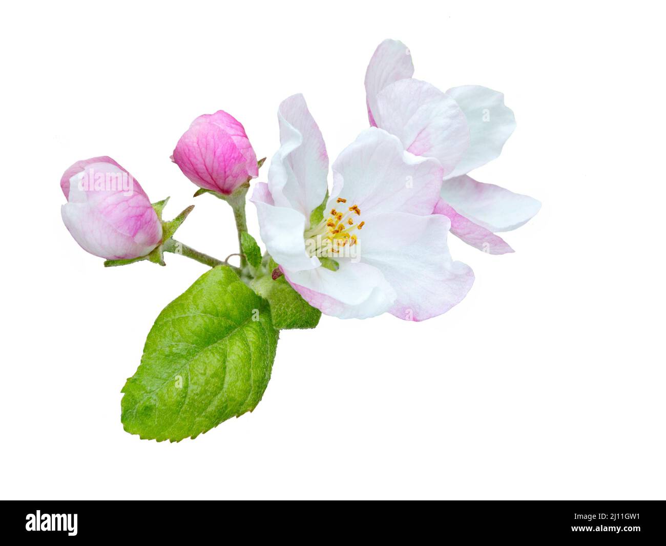 Fleur de printemps : branche d'un pommier en fleurs sur fond de jardin. Banque D'Images
