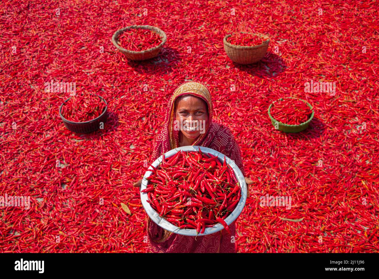 Un travailleur montre des piments dans un bol de la zone de récolte de cilles rouges à Bogra, au Bangladesh. D'innombrables piments de Chili entourent les ouvriers du district de Bogra, dans le nord du Bangladesh. Plus de 2 000 personnes travaillent dans près de 100 fermes de Chili à Bogra, au Bangladesh, pour fournir des piments aux entreprises locales. Les piments sont une partie importante de la cuisine bengali populaire au Bangladesh et sont utilisés comme une combinaison d'épices pour divers plats de viande, y compris le poulet et le bœuf. Bangladesh. Banque D'Images