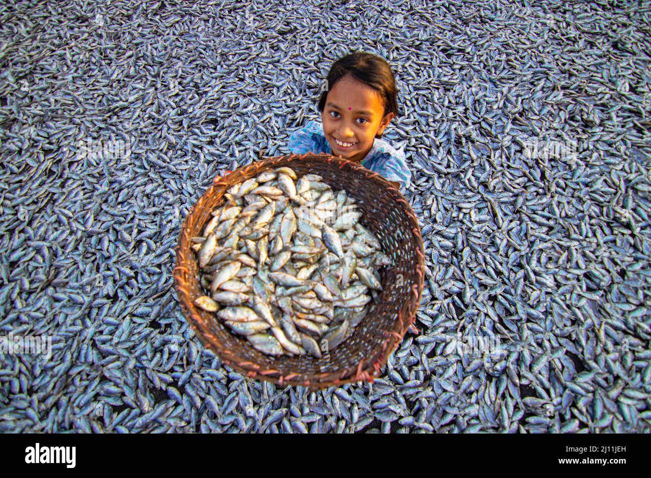 Une fille montre Puti Fishes à sécher sous le soleil pour le long processus de fabrication de poisson sec à Brahmanbaria, Bangladesh. Des milliers de petits poissons 'Puti' sont capturés dans une rivière voisine. Les ouvriers coupent et nettoient les poissons, ajoutent du sel et ensuite les sèchent sur une plate-forme en bambou au soleil pendant quatre à cinq jours. Une fois que les poissons sont correctement séchés, ils sont emballés et envoyés pour la vente sur les marchés. Le poisson séché est un aliment important dans l'alimentation au Bangladesh. Il représente la quatrième plus grande part du poisson consommé et est le type de poisson le plus accessible pour les consommateurs à tous les niveaux de revenu. Fi sec Banque D'Images