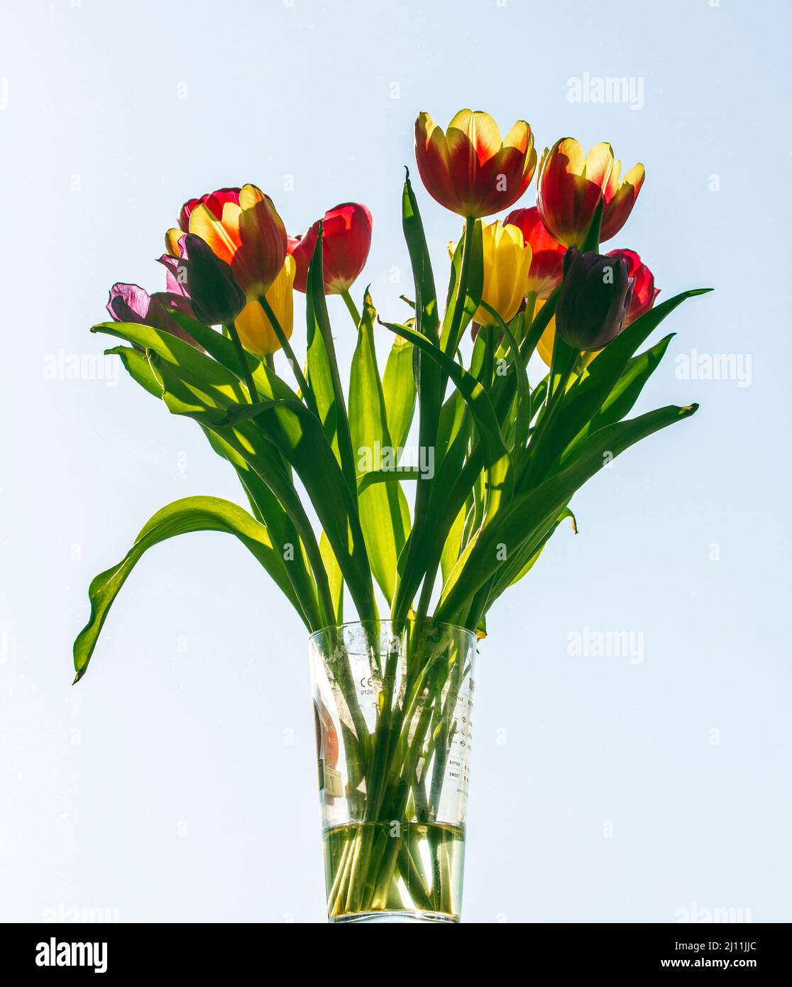tulipes rétroéclairées sur le rebord de la fenêtre Banque D'Images