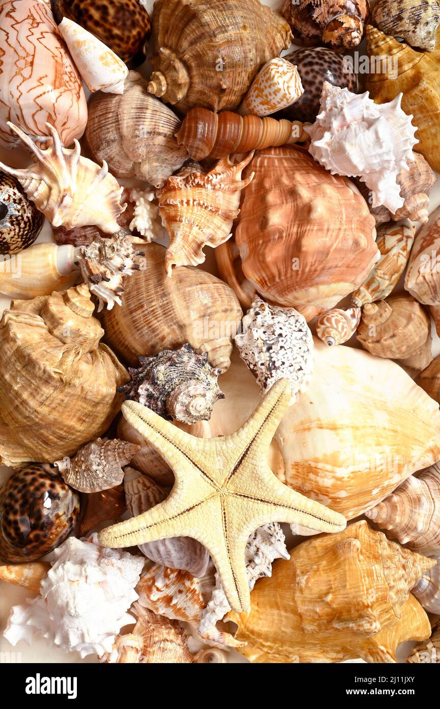 Starfish et seashell sur la plage d'été. Arrière-plan d'été. Heure d'été. Banque D'Images
