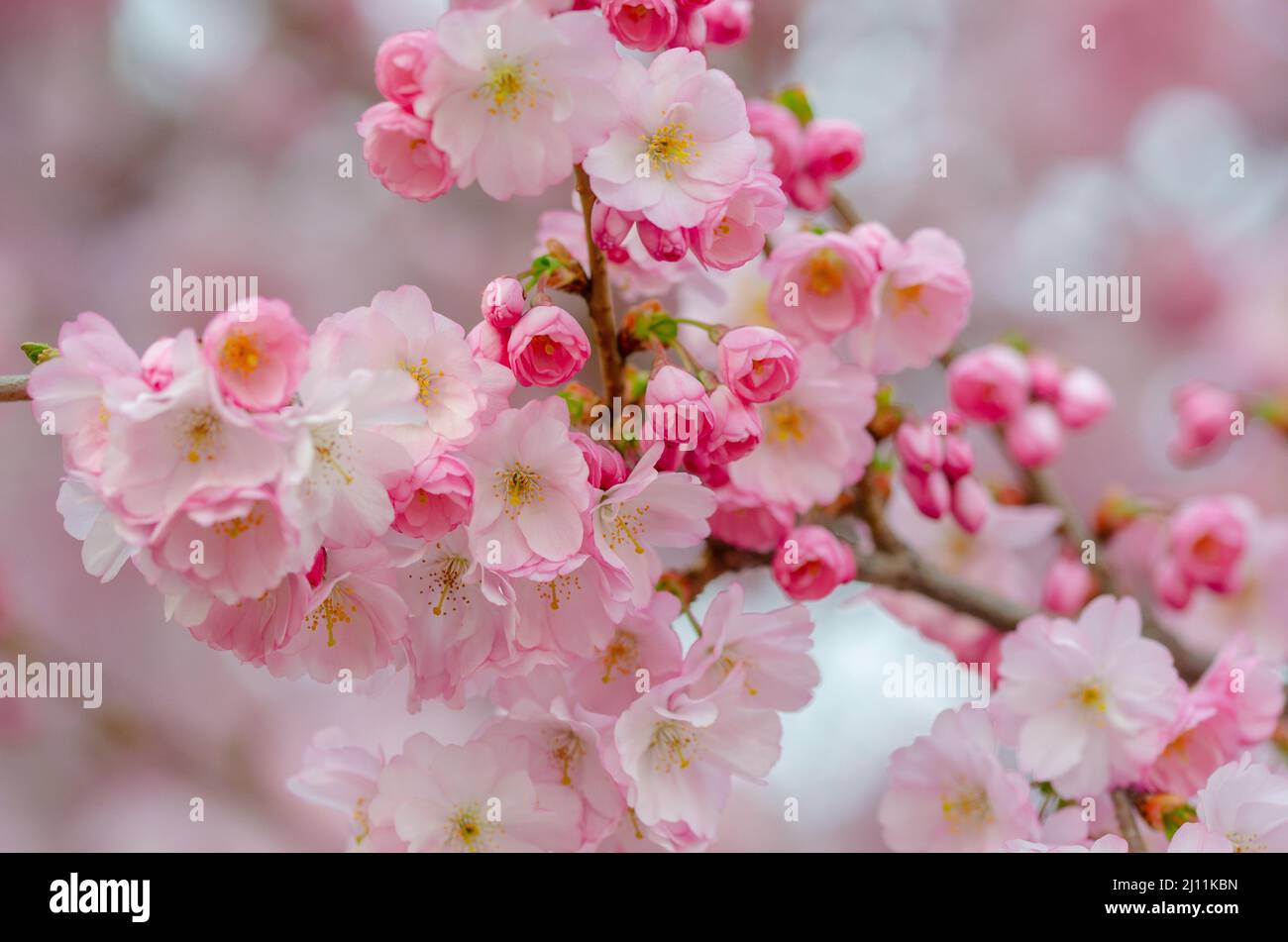 magnifiques cerisiers japonais roses Banque D'Images