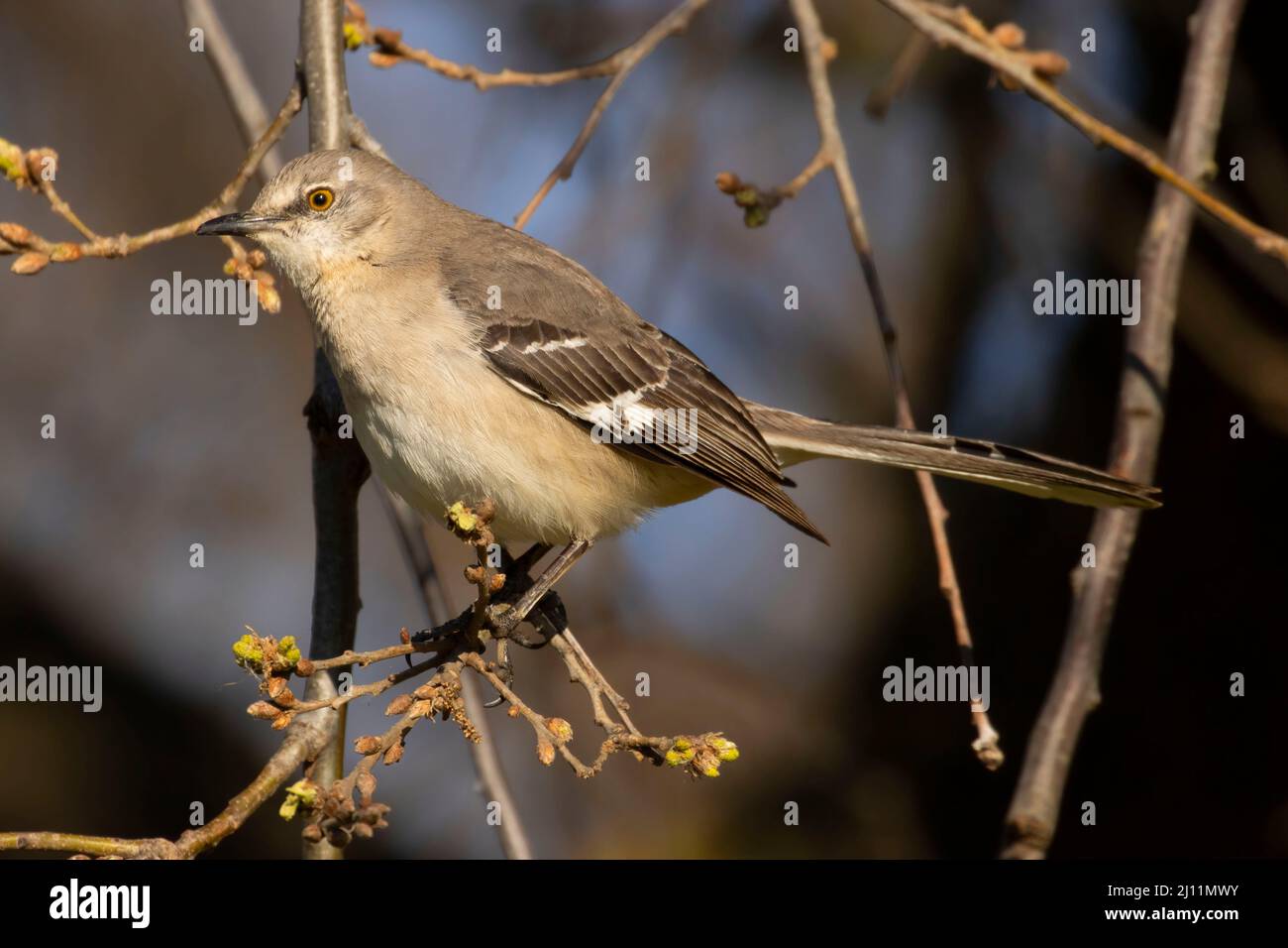 Mockingbird du Nord (Mimus polyglottos), Colusa National Wildlife refuge, Californie Banque D'Images
