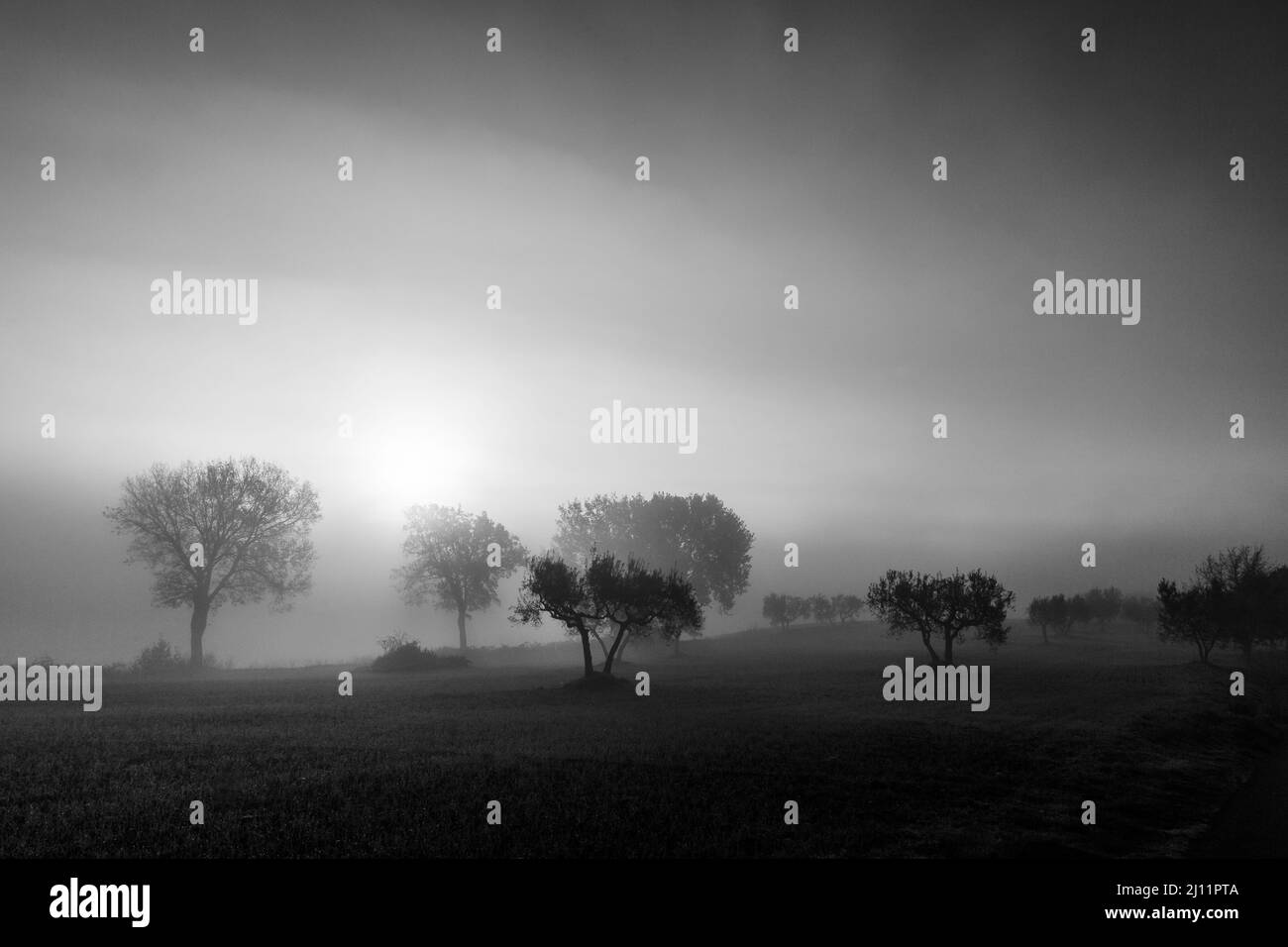 Lever du soleil à travers la brume avec les silhouttes d'arbres Banque D'Images