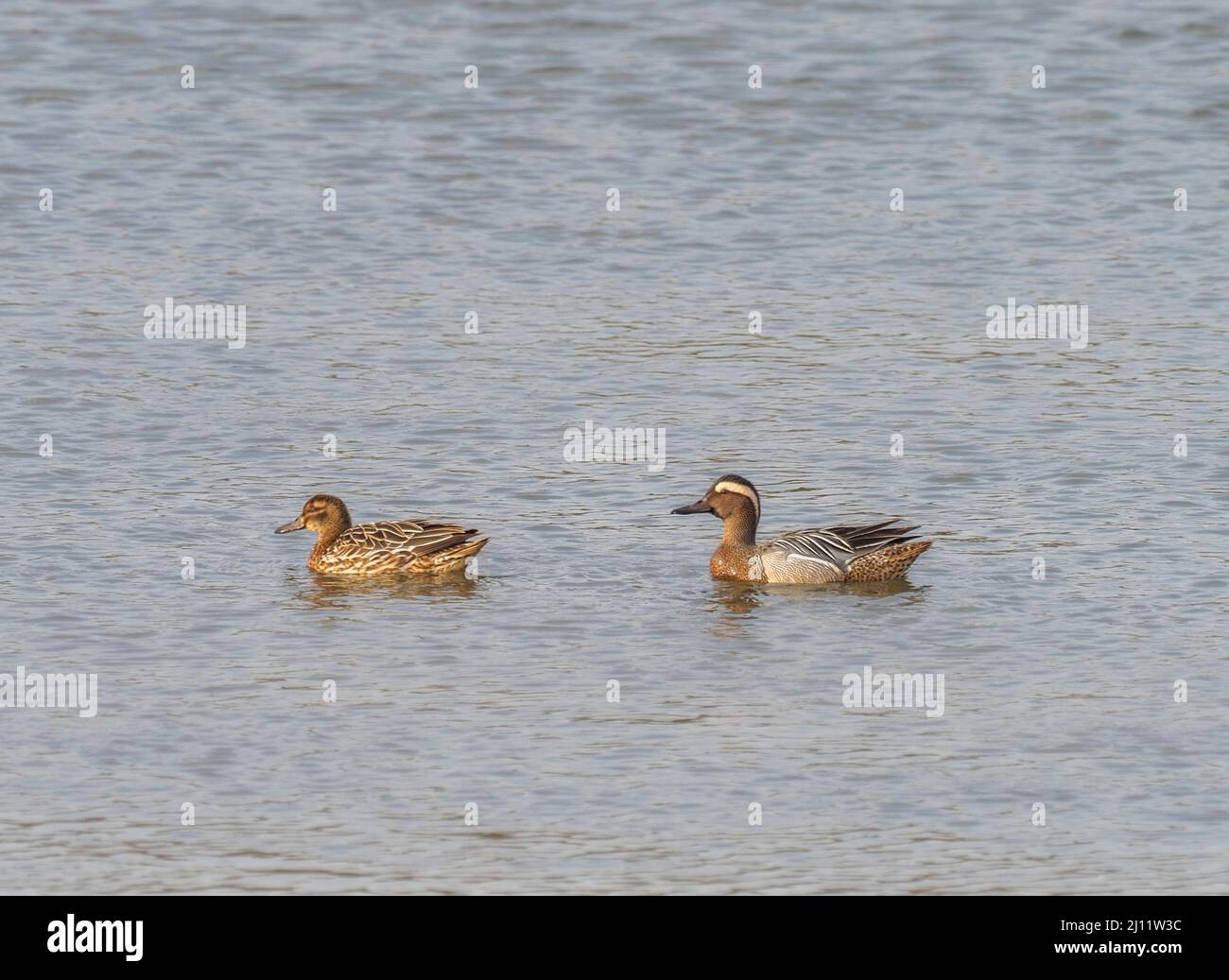 Canard Garganey, Teifi River, Cardigan, pays de Galles Banque D'Images