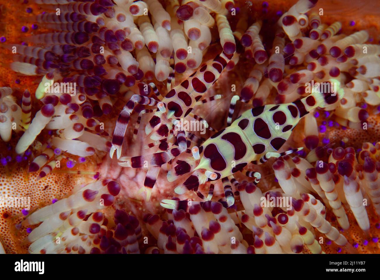 Une paire de crevettes de Coleman, Periclilènes colemani, s'assoient sur le corps d'une oursin venimeuse, Asthenosoma varium, dans le détroit de Lembeh, en Indonésie. Banque D'Images