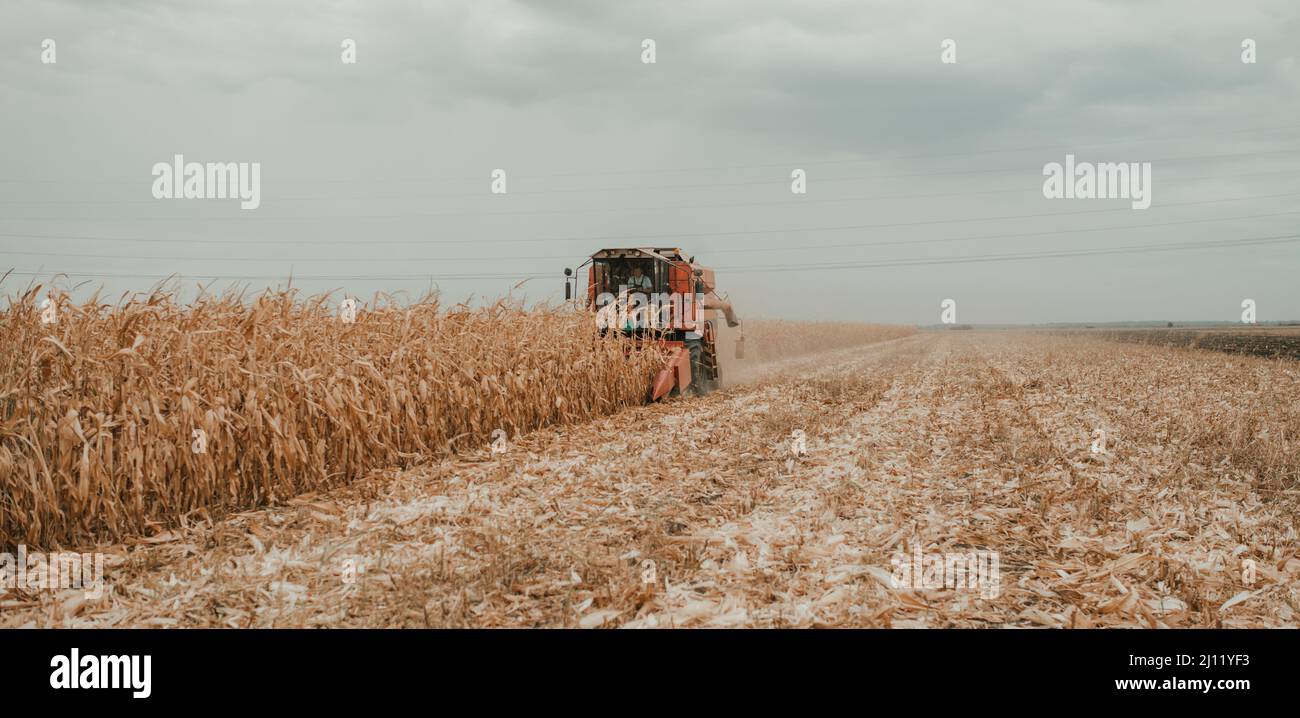 Récolte de maïs dans un champ par une récolteuse rouge, un jour d'automne nuageux Banque D'Images