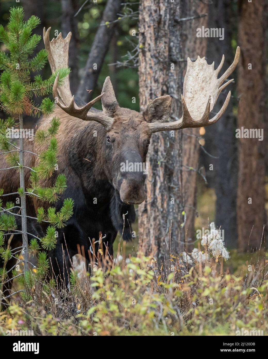 L'orignal de taureau pendant la rut d'automne dans les Rocheuses canadiennes, AB, Canada Banque D'Images