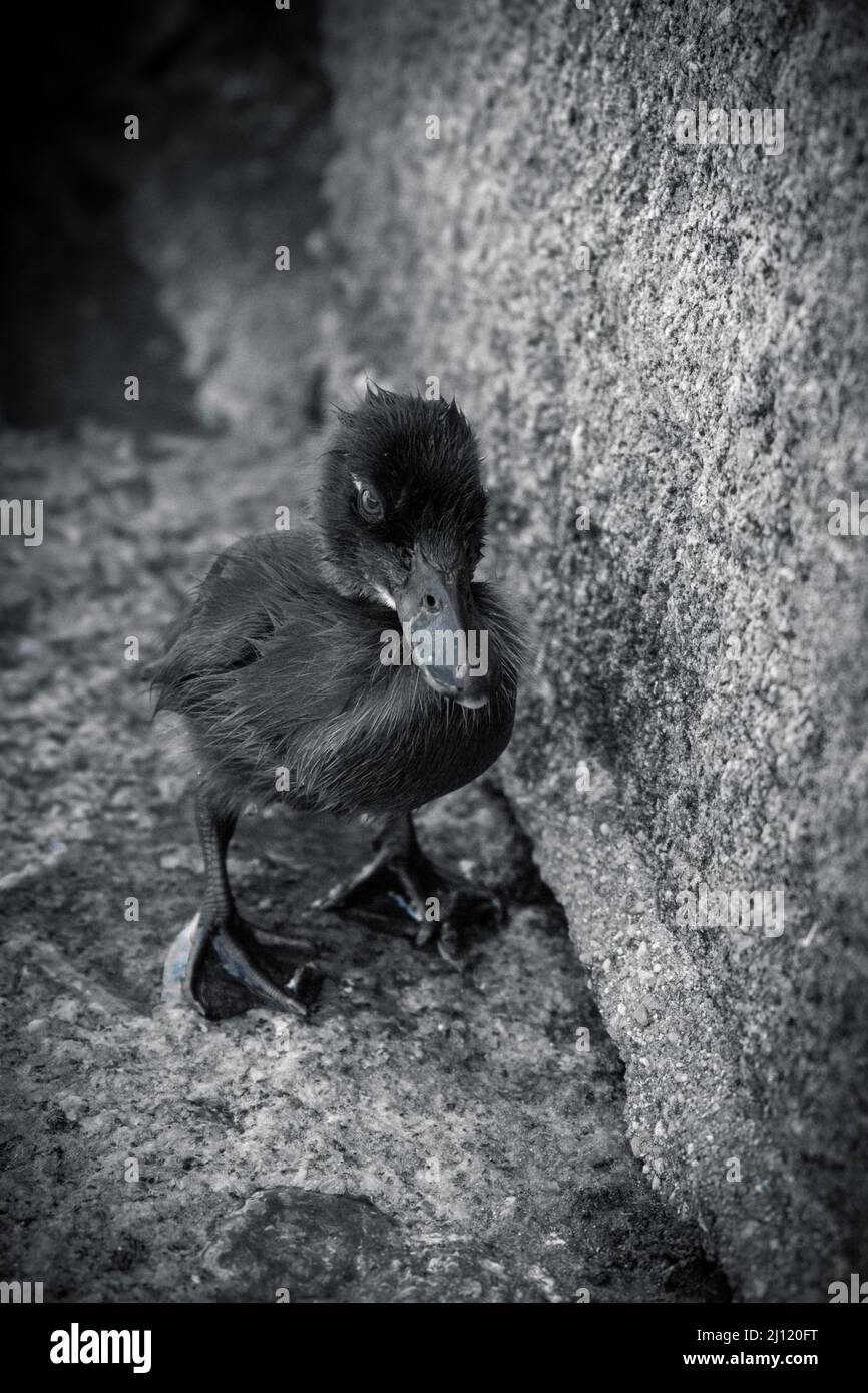 Plan Vertical Noir Et Blanc D Un Bebe Canard Debout A Cote D Un Mur Rocailleux Photo Stock Alamy