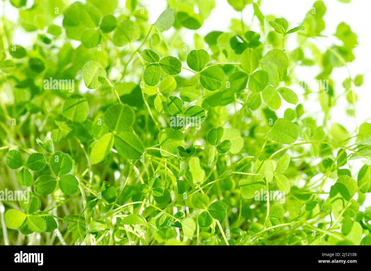Trèfle rouge microverts, à travers la lumière du soleil, vue de face. Trifolium pratense frais, jeunes plantes vertes avec trifoliate, feuilles avec trois folioles. Banque D'Images