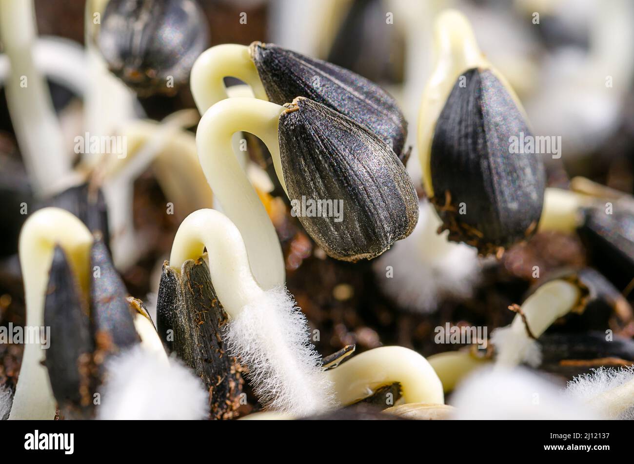 Tournesol commun, germe de graines, en plein soleil. Helianthus annuus, cotylédons avec de minuscules poils de racines fragiles, germant à partir de gousses de graines. Banque D'Images