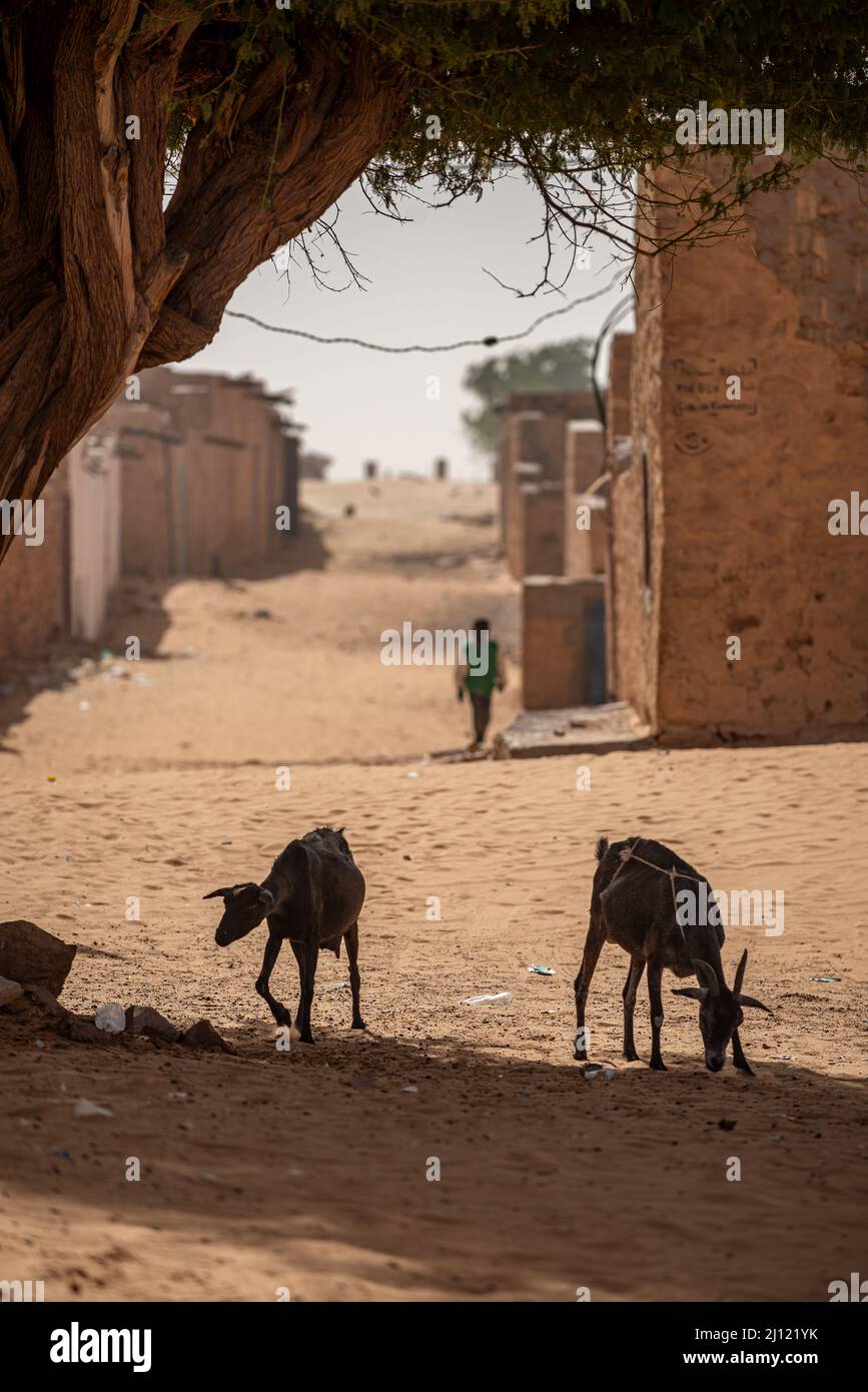 Chèvres à l'ombre d'un arbre au milieu d'une rue sablonneuse, Cinghuetti, Mauritanie Banque D'Images