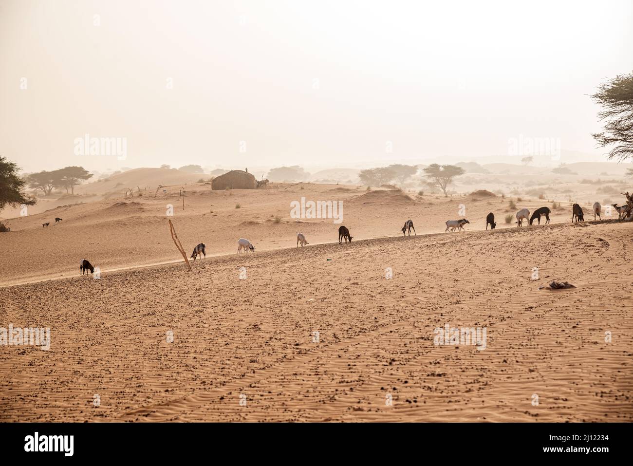 Chèvres paître dans un paysage sablonneux, région de Chinguetti, Mauritanie Banque D'Images