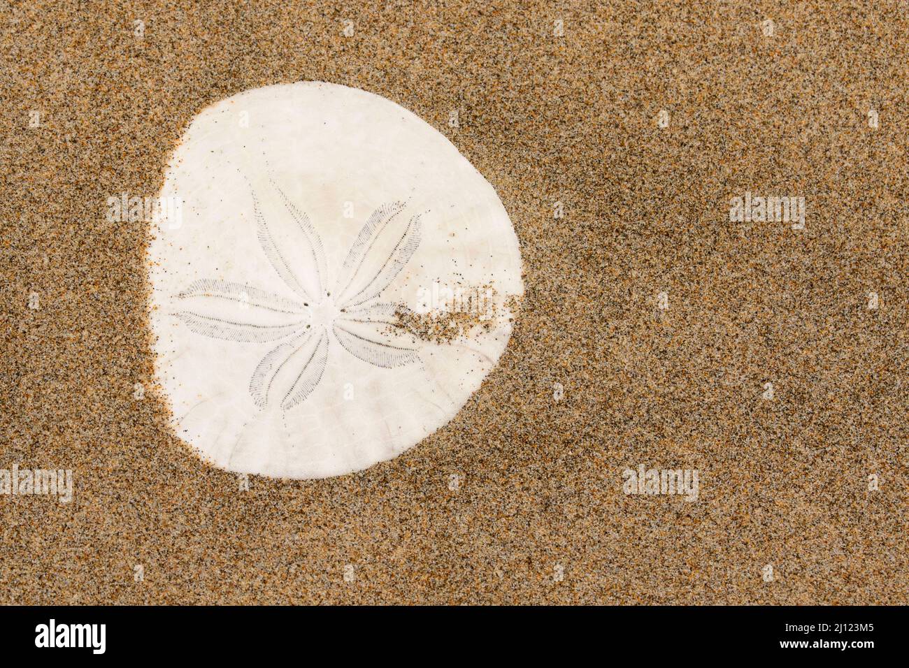 Sable dollar Shell sur la plage, Cape Lookout State Park, Oregon Banque D'Images