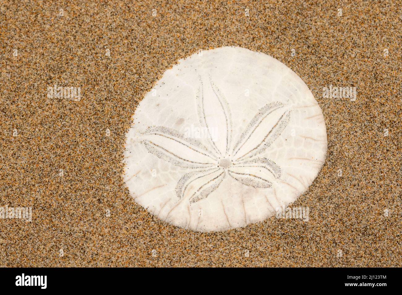 Sable dollar Shell sur la plage, Cape Lookout State Park, Oregon Banque D'Images