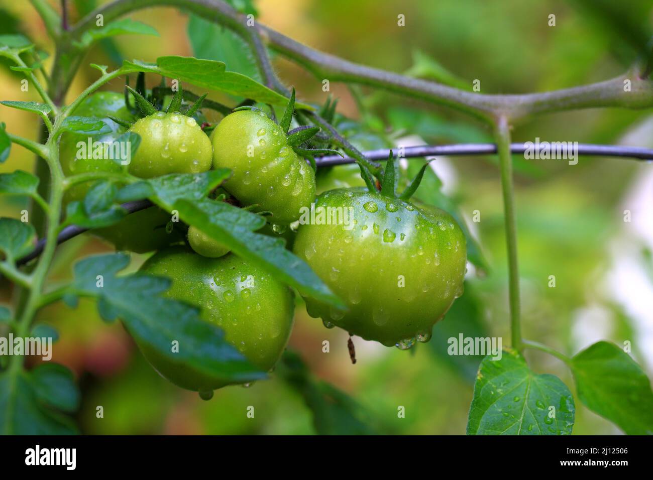 Les tomates vertes organiques à partir de mûrir au rouge Banque D'Images