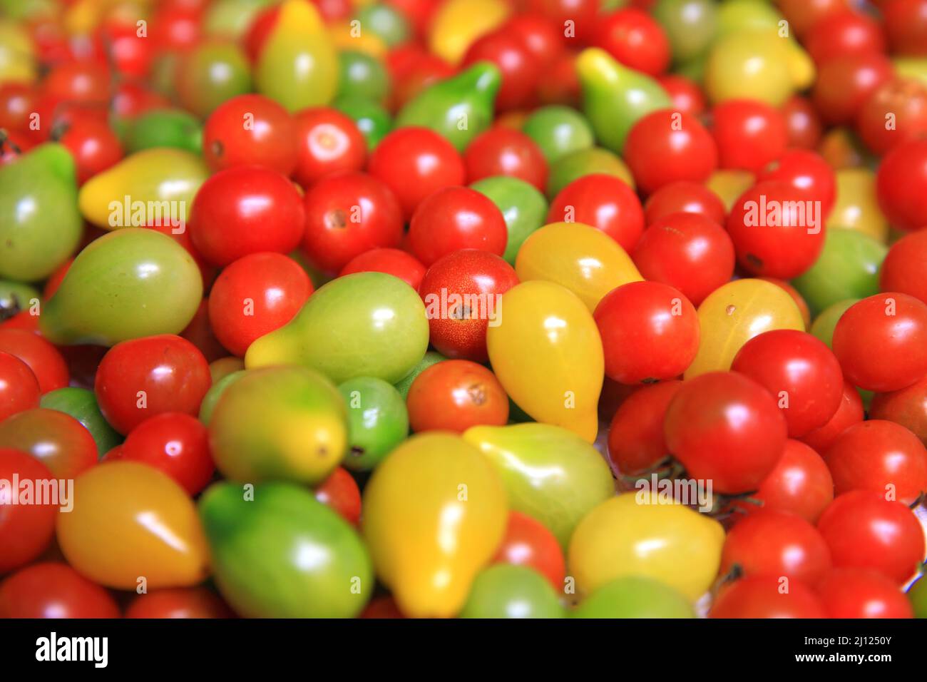 Groupe de tomates fraîches biologiques Banque D'Images