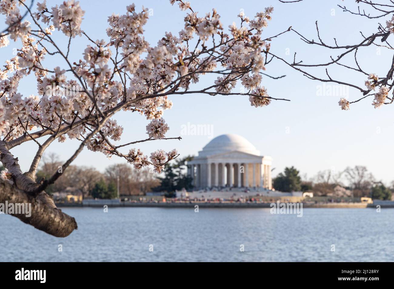 Washington D.C., États-Unis d'Amérique, 21 mars 2022. Le Jefferson Memorial est encadré par les cerisiers en fleurs le lundi 21 mars 2022. Le Service des parcs nationaux prévoit un pic de floraison à partir du 22 mars. Crédit : David Harmantas/Alay Live News Banque D'Images