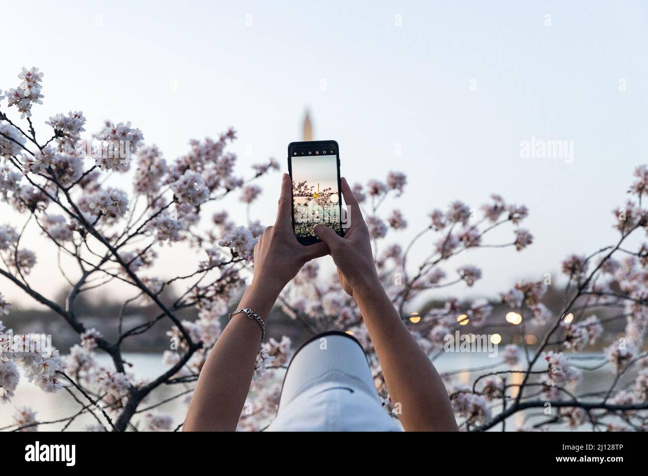 Washington D.C., États-Unis d'Amérique, 21 mars 2022. Un homme prend une photo du Washington Monument encadré par les cerisiers en fleurs le lundi 21 mars 2022. Le Service des parcs nationaux prévoit un pic de floraison à partir du 22 mars. Crédit : David Harmantas/Alay Live News Banque D'Images