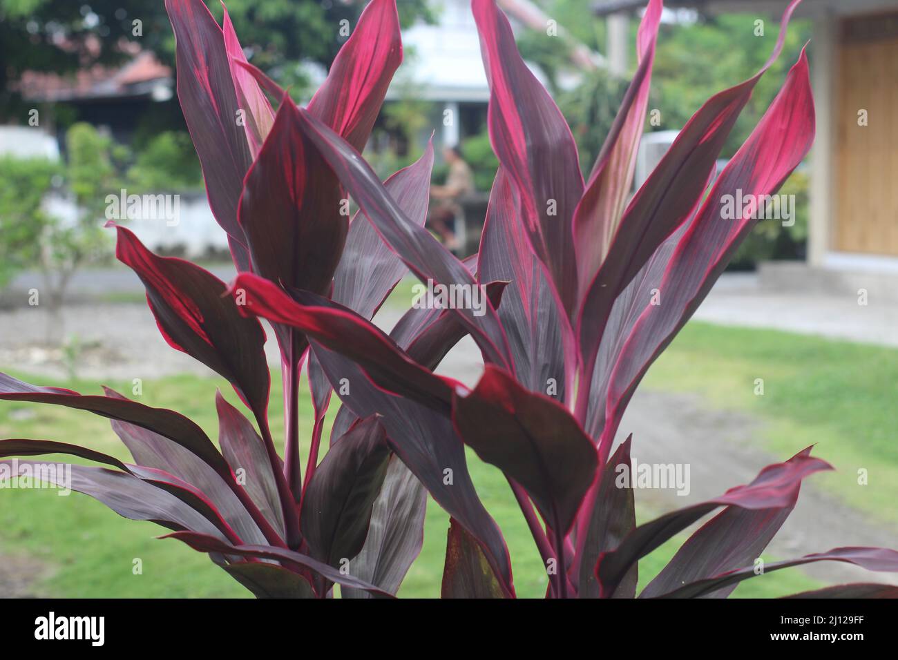Belle cordyline fruticosa, communément connue sous le nom d'andong, de plante de TI, de nénuphars ou de palmier à chou Banque D'Images
