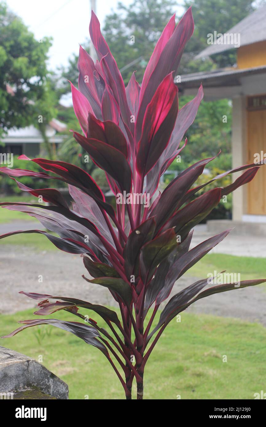 Belle cordyline fruticosa, communément connue sous le nom d'andong, de plante de TI, de nénuphars ou de palmier à chou Banque D'Images