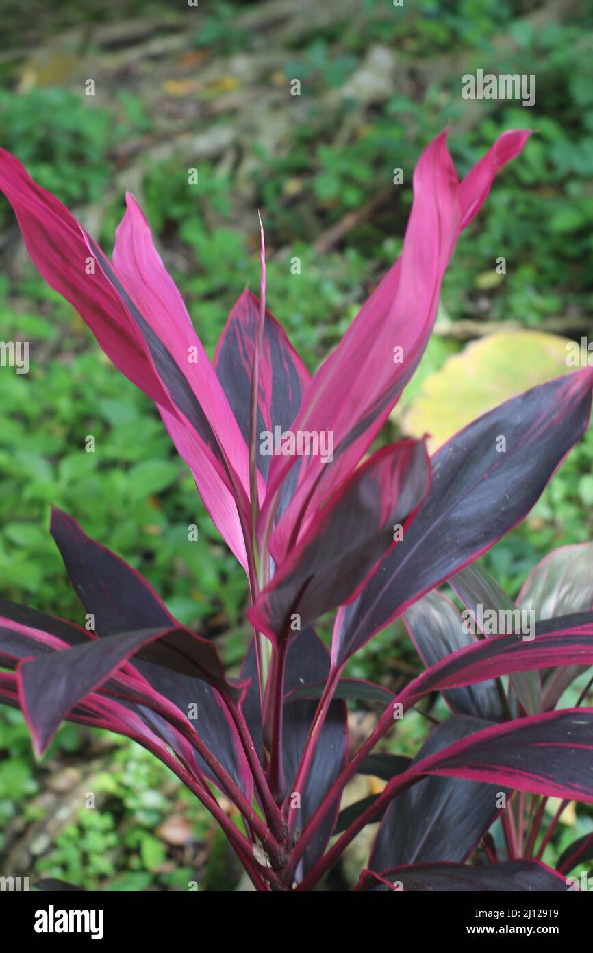 Belle cordyline fruticosa, communément connue sous le nom d'andong, de plante de TI, de nénuphars ou de palmier à chou Banque D'Images