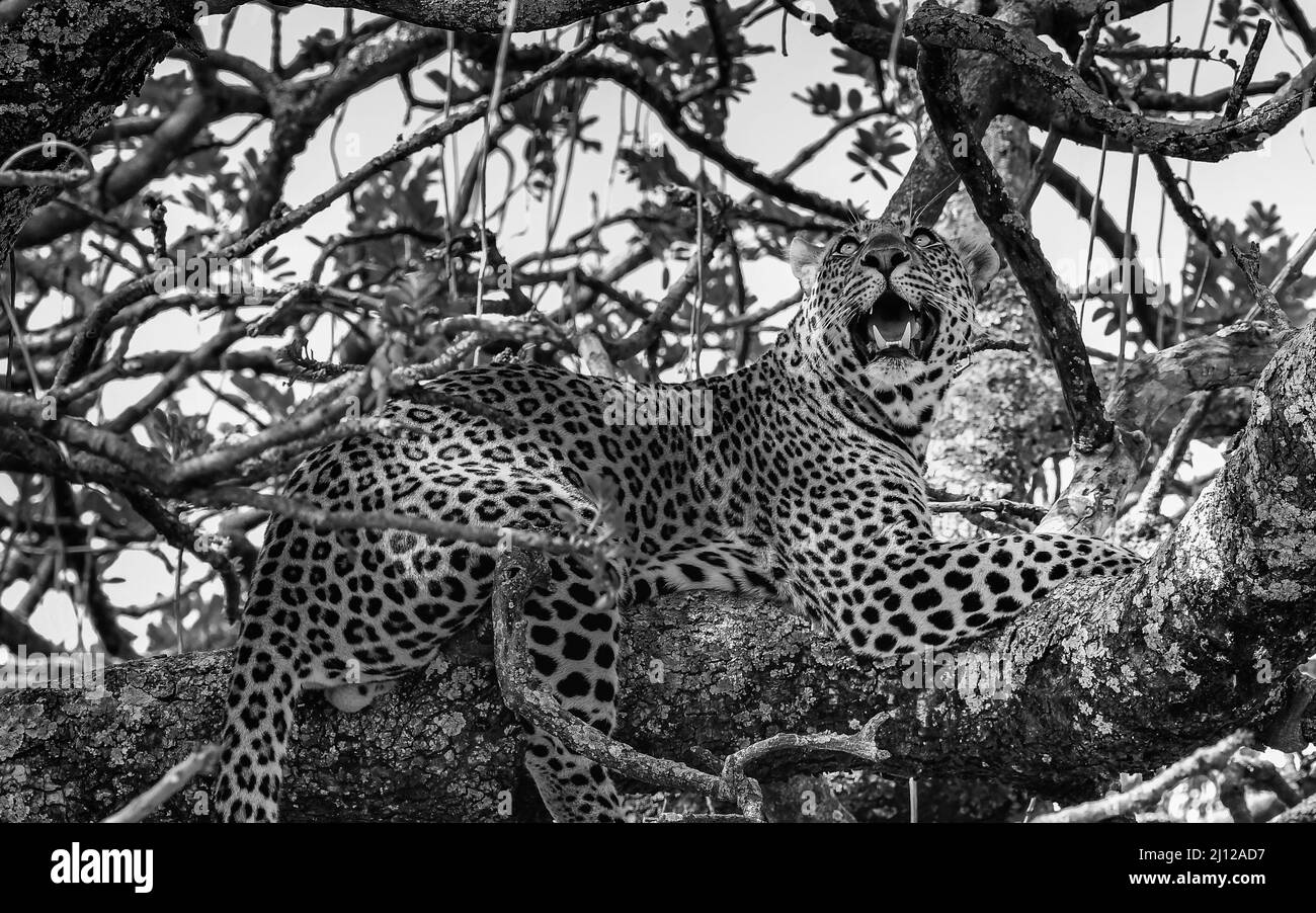 Image en noir et blanc d'un grand léopard mâle sur une branche d'arbre - bouche ouverte et vue vers le haut - Tanzanie Serengeti Banque D'Images