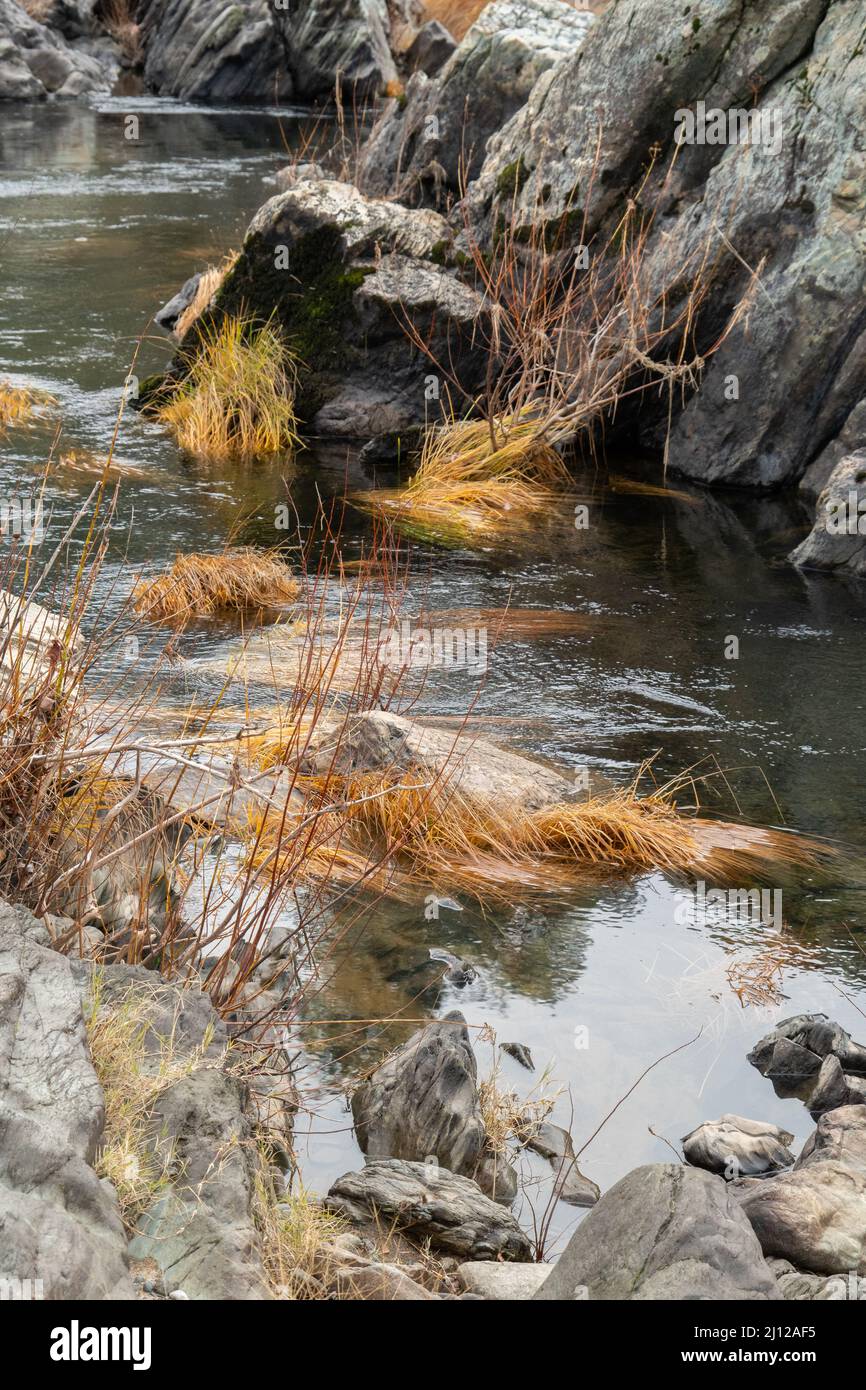 L'herbe séchée le long de la rivière Cosumnes est tombée par les eaux d'inondation Banque D'Images