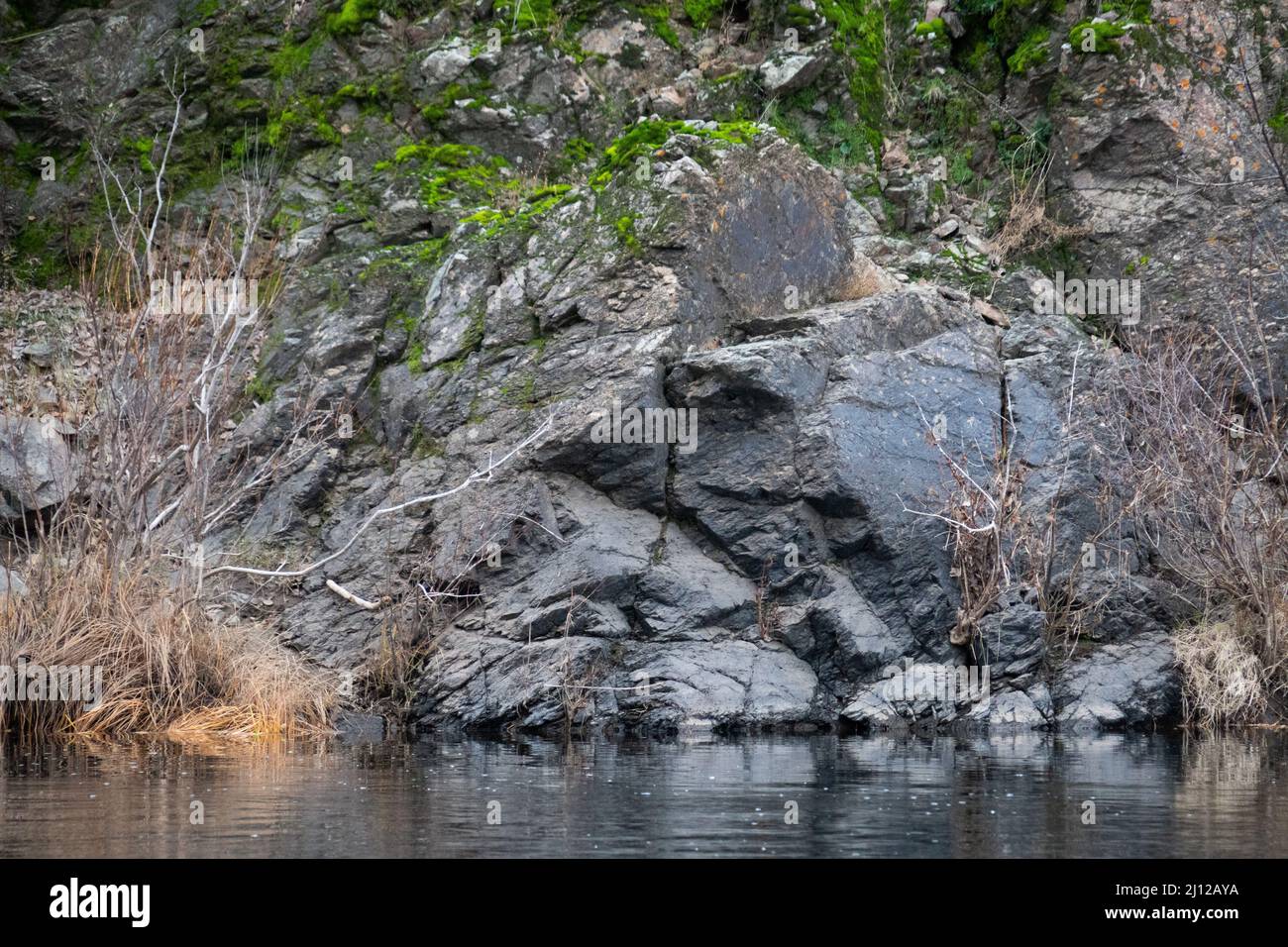 L'herbe séchée le long de la rivière Cosumnes est tombée par les eaux d'inondation Banque D'Images